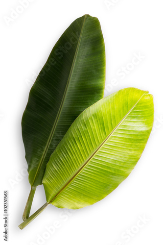 bananowy-lisc-odizolowywajacy-na-bialym-tle-plik-zawiera-sciezke-obcinania