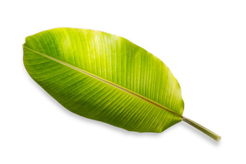 Banana leaf isolated on white background. File contains a clipping path.