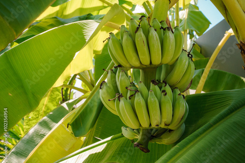 Zdjęcie XXL Wiązka dojrzewających bananów na drzewie