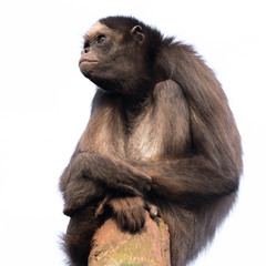 Poster - A spider monkey sitting on top of a post with a stern expression isolated against a white background in square format