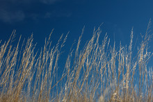High Grass On Wind At Blue Sky