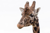 Fototapeta Zwierzęta - close up head portrait of a giraffe isolated against background