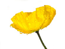 Wet Yellow Poppy On White Background