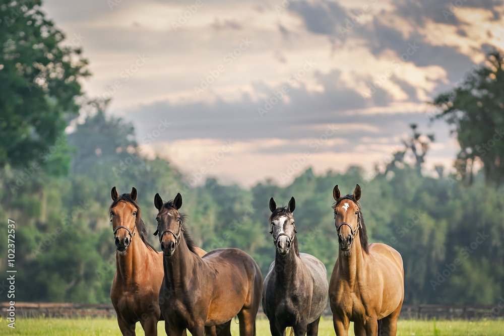Four horses equine friends herd wearing halters outside in a paddock field meadow with a beautiful sky waiting watching alert listening - obrazy, fototapety, plakaty 