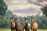 Fototapeta Konie - Four horses equine friends herd wearing halters outside in a paddock field meadow with a beautiful sky waiting watching alert listening