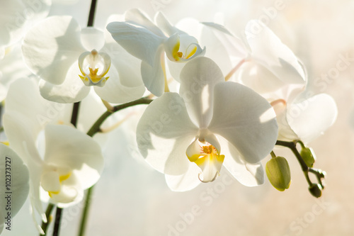 Dekoracja na wymiar  biale-orchidee