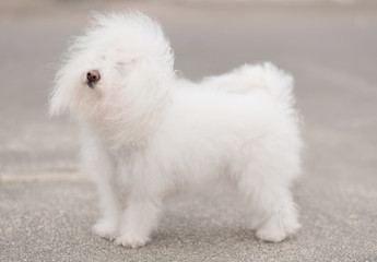  Portrait of a Bichon Havanese dog