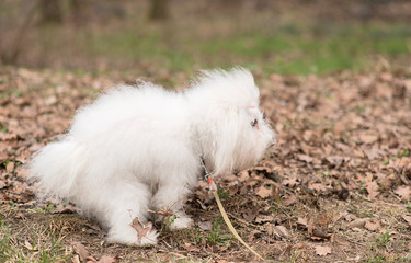  Bichon Havanese dog poops