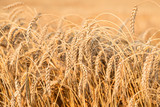 Fototapeta Tulipany - Ripening ears of yellow wheat field on the sunset