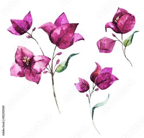 Fotografía Watercolor vector bougainvillea flowers