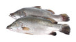 seabass or barramundi fish on white background