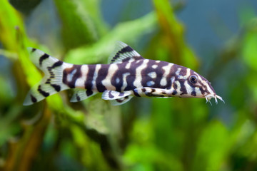 Wall Mural - Botia histrionica aquarium fish. Swimming striped zebra fish. Freshwater tank scene. Soft green plants background. 