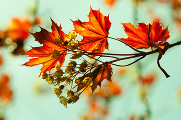 Wall Mural - Maple branch with flowers and red spring leaves