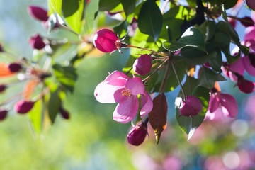 Wall Mural - Apple tree flowers macro view. Young leaves. Spring. (soft focus).