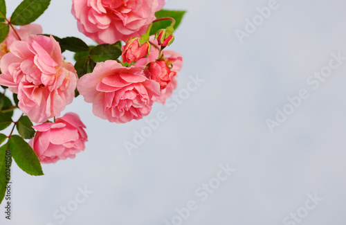 Fototapeta na wymiar branch of pink climbing rose