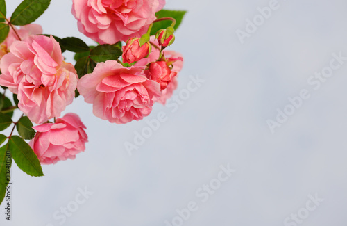 Naklejka na szybę branch of pink climbing rose