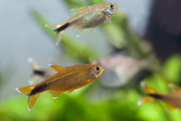 Canvas Print - Aquarium fishes. Silver Tipped Tetra. Tank. Freshwater.