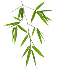 Poster - isolated green bamboo branch