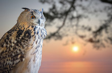 Owl Portrait And Winter Sunset