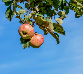 Summer. Ripe red apples