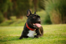 French Bulldog Lying In The Grass With Open Mouth