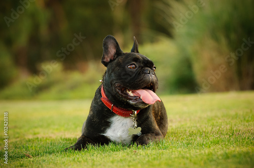 Fotografie, Obraz French Bulldog lying in the grass with open mouth