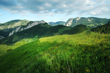 Wall Mural - Green meadow, grassland in spring