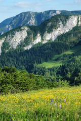 Wall Mural - Spring landscape with yellow flowers