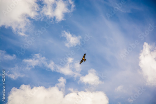 Naklejka dekoracyjna Hawk flying in the sky