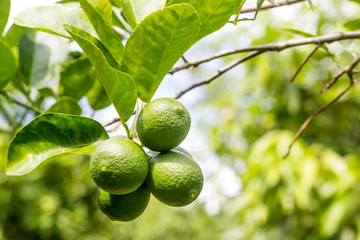 Lime tree with fruits closeup