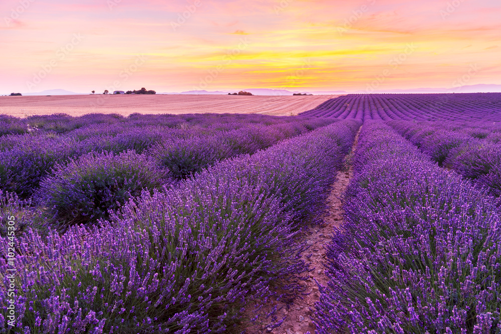 Beautiful landscape of lavender fields at sunset in Provence - obrazy, fototapety, plakaty 