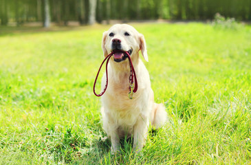 Beautiful Golden Retriever dog with leash sitting on grass in su