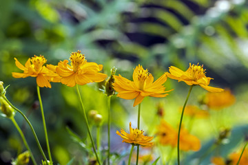 Wall Mural - cosmos flowers