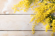Fresh mimosa flower on wooden table