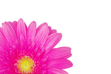 Fototapete -  gerbera flower
