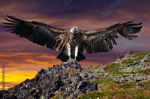 Tapeta ścienna na wymiar griffin sitting on stone against sunse