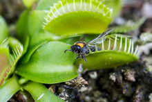 Bee Captured By The Venus Flytrap Plant