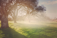 Nature Background With Vintage Style Background