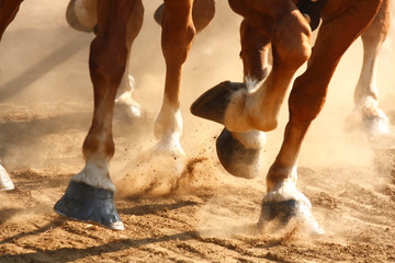 Running Horses Hooves