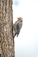 Male Ladder-backed Woodpecker At Big Morongo Canyon Preserve, California, USA
