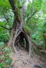 Hollow Tree With Intricate Roots In Australian Rain Forest