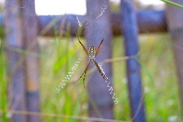 Wall Mural - Spider