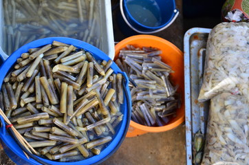 Razor clams in a bucket fresh from the sea