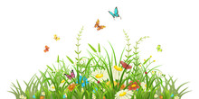 Spring Green Grass With Flowers And Butterflies On White Background