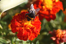 Bee Collects Nectar Sitting On An Orange Marigold. Nature