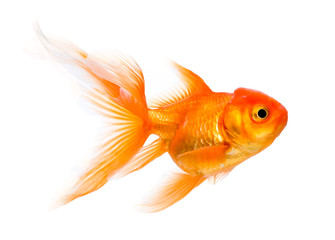 Wall Mural - Goldfish isolated on white background