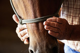 Fototapeta Konie - farmers hands on horse