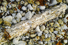 A Piece Of Rotten Drift Wood With Rough Texture Lies On Pile Of Pebbles On A Beach 