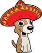 Chihuahua Sombrero