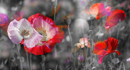 summer meadow with red poppies